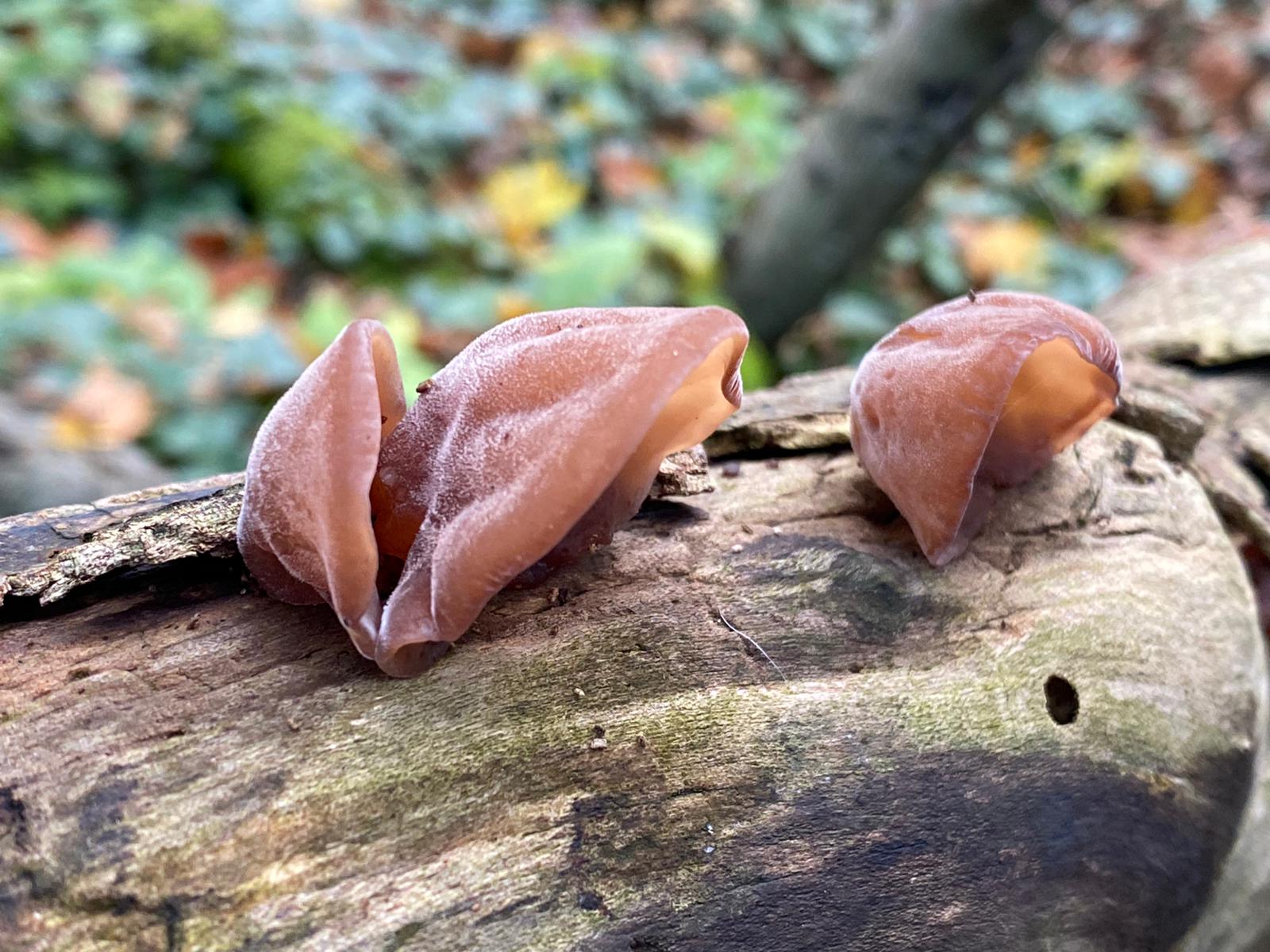 Magical History of Mushrooms: A Journey of Discovery
