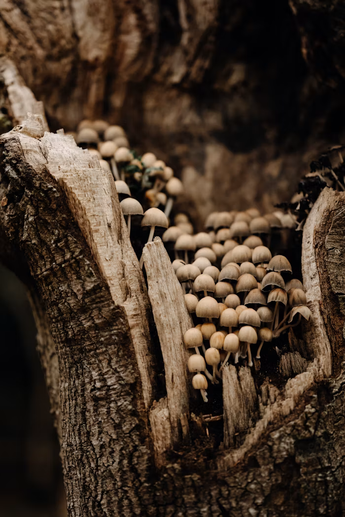 An old decayed tree trunk with fungus growing in it