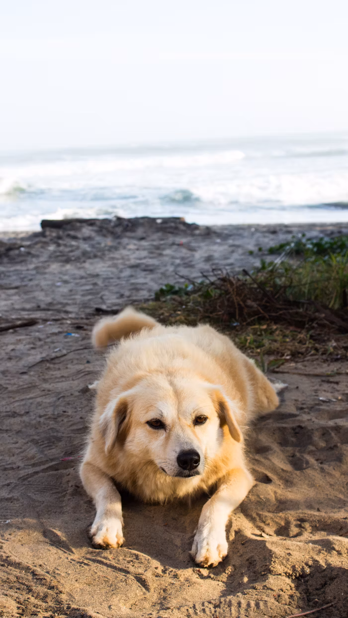 Labrador dog playing in the sand
