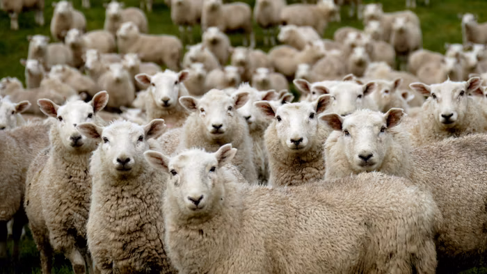 A flock of sheep looking directly into the camera