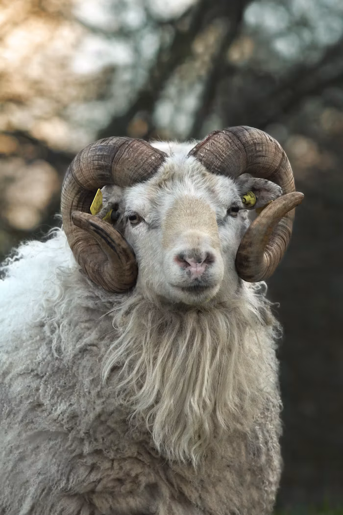 A Sheep with curly horns