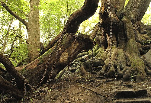 UK Trees, Ancient Sites, Spooky Lore & a Hex of a Ride!