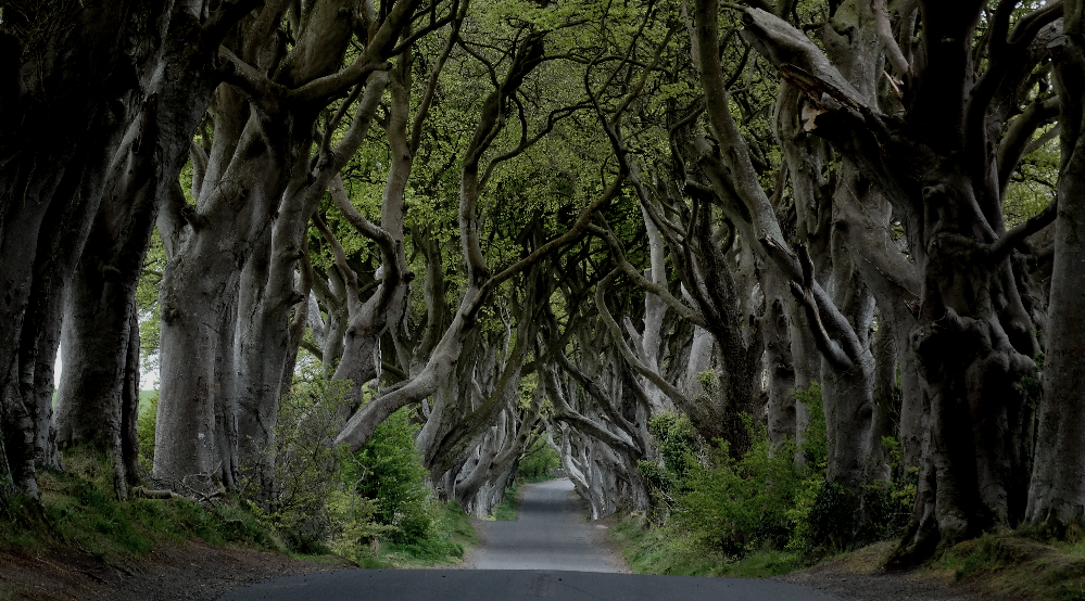 Favourite forest walks: that will haunt and surprise you