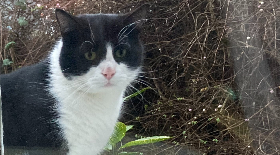 Big Cat Folklore:Sightings Across the UK