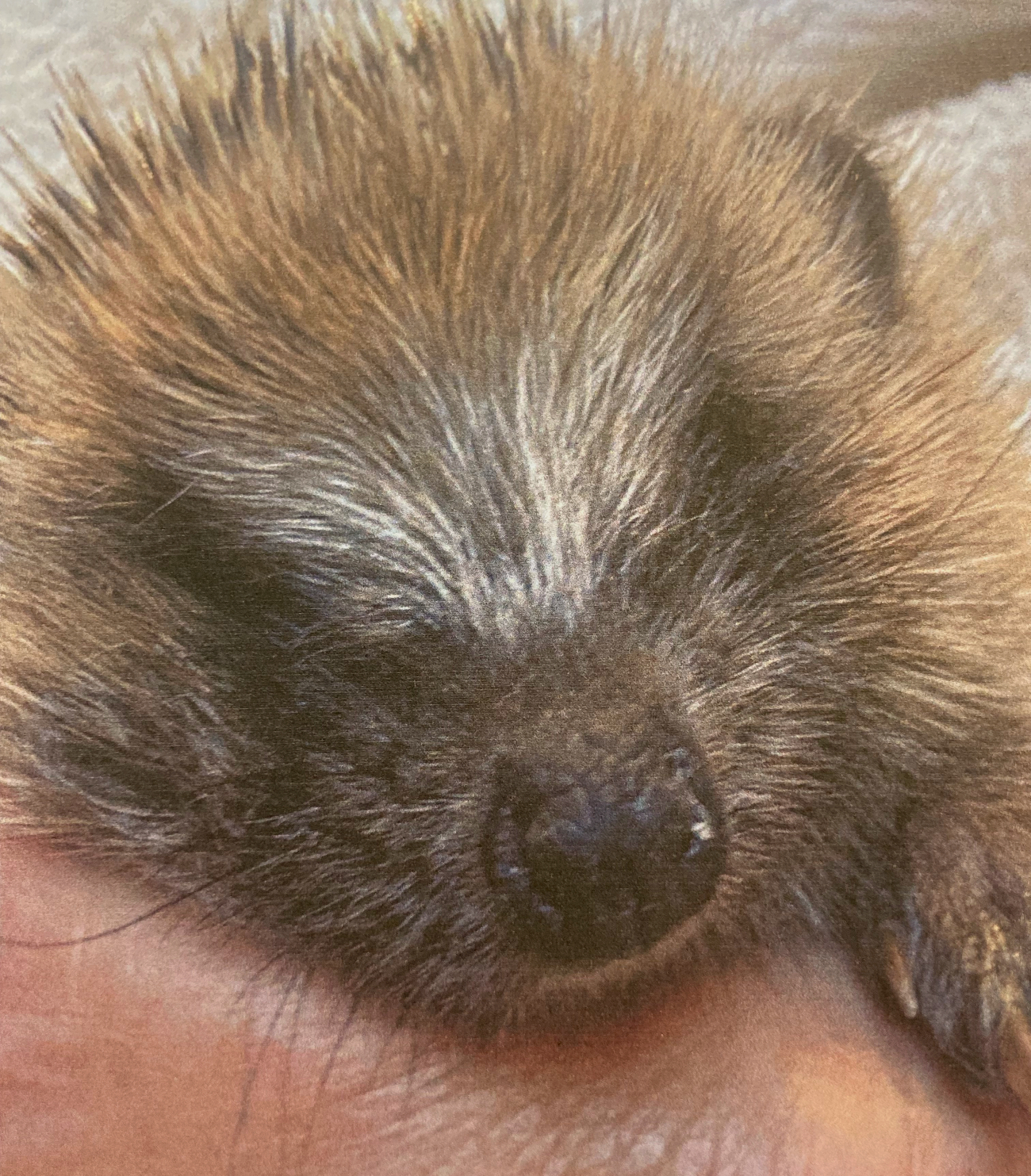 Hedgehogs: Why Do We Love Hedgehogs in the UK?